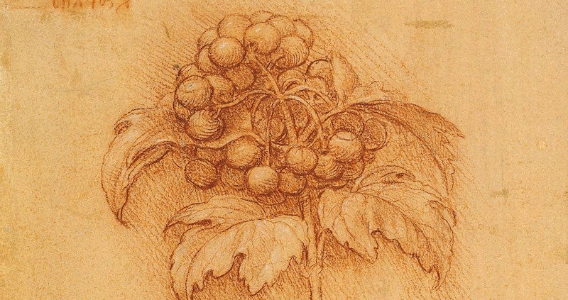 Leonardo Divinci Flowers Covert Wine Co